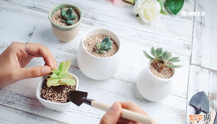 多肉植物怎么养 如何养多肉植物