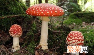 红伞伞白杆杆是什么蘑菇 红伞伞白杆杆是啥蘑菇