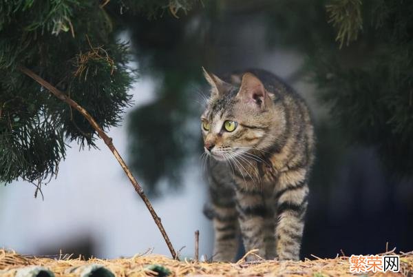 猫咪品种1秒认全 猫的品种图片名字大全