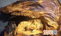 找雷击木的最佳方法 找雷击木的最佳方法介绍