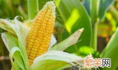 农场储存玉米方法 怎样储存玉米