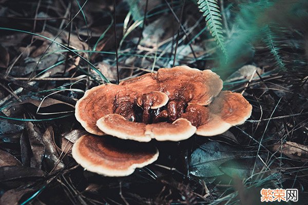 野生灵芝的功效与作用 野生灵芝的功效