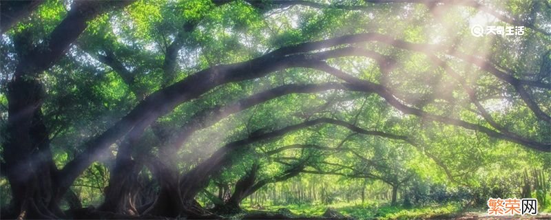 鸟的天堂在哪里 鸟的天堂在哪个地方