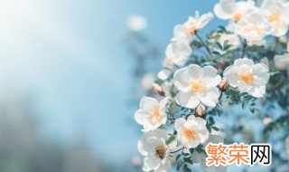 今日春分燕归花开是什么意思 今日春分燕归花开怎么理解