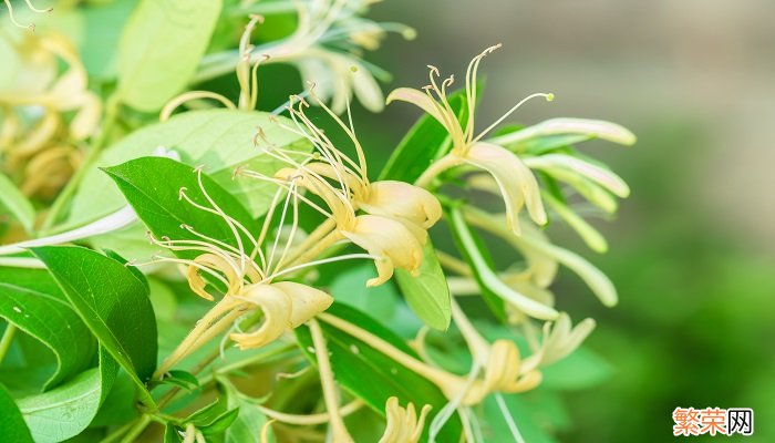 金银花露一天能喝几瓶 金银花露一天最好喝几瓶