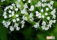 水芹菜叶子能吃吗