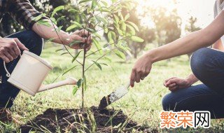 桂皮的种子种植方法 如何用种子种植桂皮树