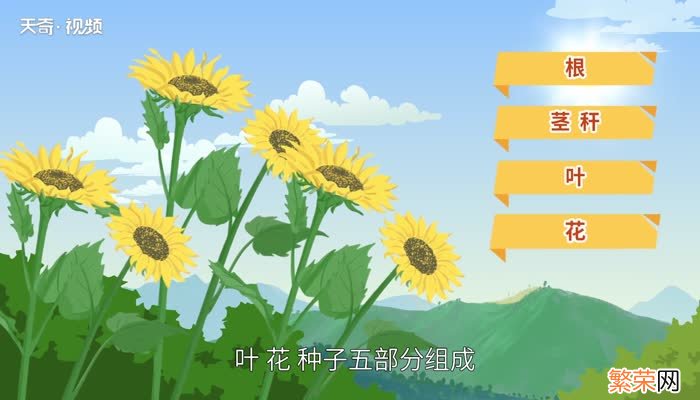 向日葵会一直跟着太阳转动吗 向日葵会不会一直跟着太阳转动