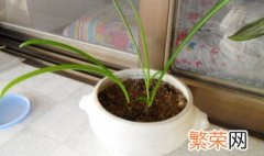 彼岸花球茎种植方法 彼岸花球茎如何种植