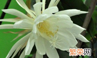 昙花的养殖方法和修剪 昙花如何养殖