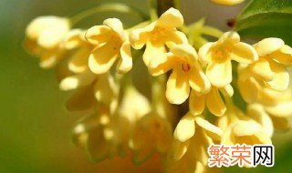 红桂花与黄桂花区别 红桂花与黄桂花区别介绍