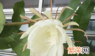 昙花花苞为什么枯萎 昙花花苞枯萎的原因