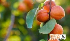 无花果嫁接时间和方法 嫁接无花果时间和方法