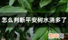 怎么判断平安树水浇多了 判断平安树是否水浇多的方法