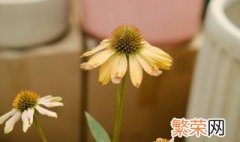 松果菊种植方法和时间 松果菊如何种植