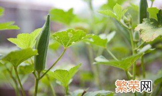 秋葵怎么种植 秋葵种植方法介绍