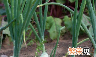 白露葱的种植方法 白露葱如何种植