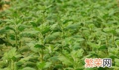 阳台藿香的种植方法 在阳台如何种植藿香