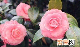 为什么竹节海棠不能种在家里 竹节海棠不能种在家里的原因