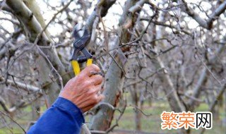 苹果树秋季修剪方法 苹果树秋季如何修剪