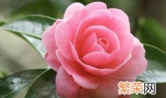 山茶花掉叶子怎么回事,应怎么处理 山茶花掉叶子怎么回事和怎么处理方法