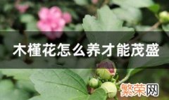 木槿花怎么养才能茂盛 木槿花的养殖方法