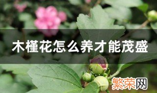 木槿花怎么养才能茂盛 木槿花的养殖方法