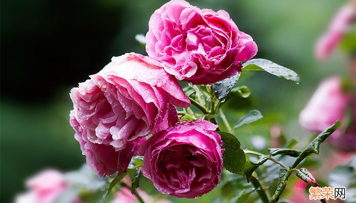 桃花杜鹃花梅花月季哪个不是同一季节桃花杜鹃花梅花月季中哪种花不在同一季节