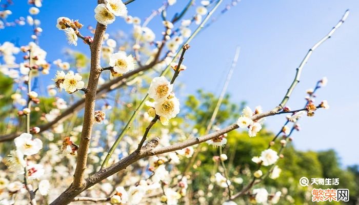 正月有什么花开放 正月开放的花有哪些