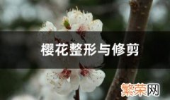 樱花树的修剪方法 樱花树整形与修剪