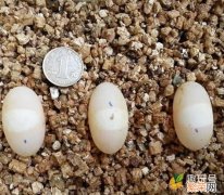 龟蛋怎么孵化好 乌龟蛋怎么孵化用什么沙子