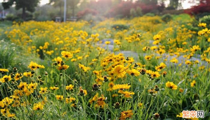 太阳花的花语 太阳花的花语是什么