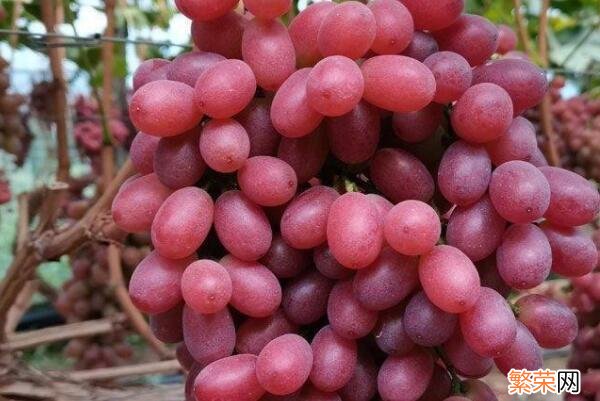 中国最好吃的葡萄品种排名 新疆最好的葡萄品种是什么品种