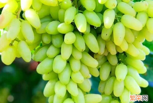 中国最好吃的葡萄品种排名 新疆最好的葡萄品种是什么品种