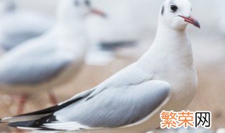 老鸽子好还是嫩鸽子好 老鸽子与嫩鸽子哪种好