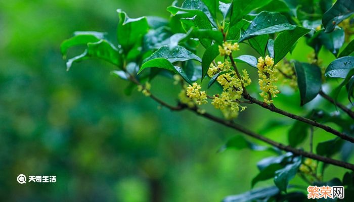 桂花树的特点 桂花树的特点是什么