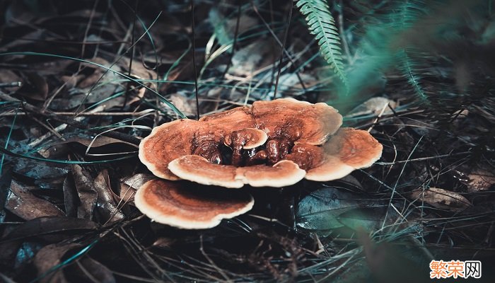 肉灵芝太岁的功效与作用 肉灵芝泡水喝的功效