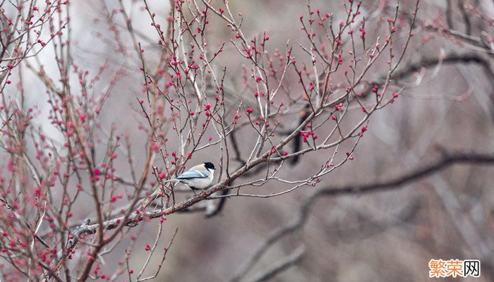 小雪大雪又一年还是大寒小寒又一年 小雪大雪又一年对吗