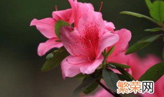 杜鹃花可以用什么肥 杜鹃花怎么施肥