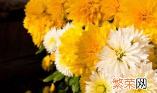 长江以南菊花过冬的方法是什么 菊花如何过冬