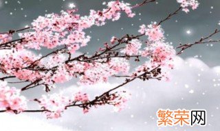 梅花冬天的养殖方法 梅花冬天如何养殖