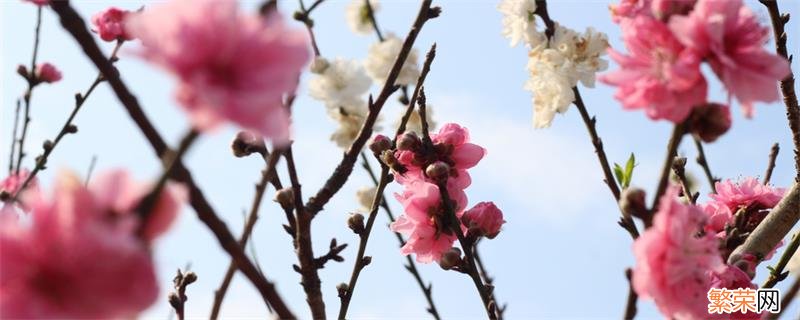 木棉花的花语 木棉花的花语是什么