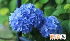 无尽夏绣球花的冬季修剪方法 无尽夏绣球花如何修剪