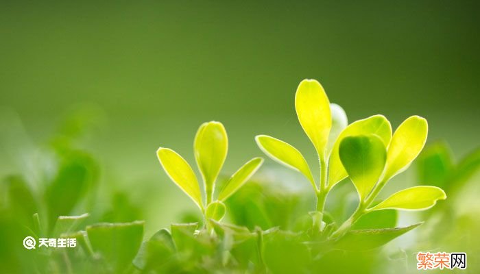 水杉是什么植物 水杉是什么样的