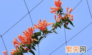 炮仗花怎么种 炮仗花的种植