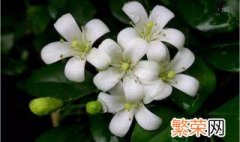 七里香花的养殖方法和注意事项有哪些 七里香花的养殖方法和注意事项简单介绍