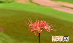 彼岸花寓意是什么 彼岸花寓意简单介绍