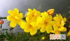 迎春花的病害和治疗方法 关于迎春花的常见疾病和治疗方法