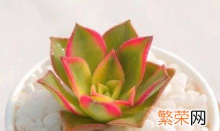 清盛锦花语 清盛锦花语是什么