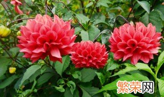 大丽花怎么修剪 大丽花修剪方法介绍